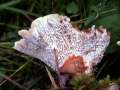 Abortiporus biennis - Rtender Saftwirrling - Behnsdorf