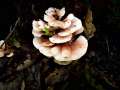 Abortiporus biennis - Rtender Wirrling - Hdingen