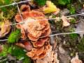 Abortiporus biennis - Rtender Saftwirrling - Hdingen