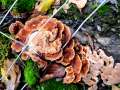 Abortiporus biennis - Rtender Saftwirrling - Hdingen