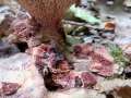 Abortiporus biennis - Rtender Wirrling - Weferlingen