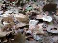 Abortiporus biennis - Rtender Wirrling - Weferlingen