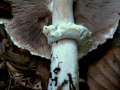 Agaricus&nbsp;essettei&nbsp;-&nbsp;Schiefknolliger Anis Egerling&nbsp;-&nbsp;H�dingen