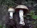 Agaricus vaporarius - Kompost Egerling - Hdingen