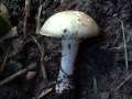 Agaricus vaporarius - Kompost Egerling - Hdingen