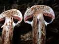 Agaricus vaporarius - Kompost Egerling - Hdingen