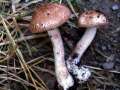Agaricus silvaticus - Wald Champignon - Hdingen