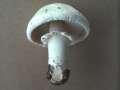 Agaricus arvensis - Schaf Champignon;Weier Anis Egerling - Hdingen