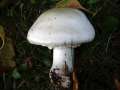 Schaf Champignon;Weier Anis Egerling