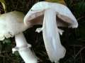 Agaricus arvensis - Schaf Champignon;Weier Anis Egerling - Hdingen