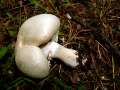 Agaricus arvensis - Schaf Champignon;Weier Anis Egerling - Hdingen