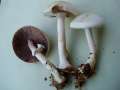 Agaricus essettei - Schiefknolliger Anis - Egerling - Hdingen