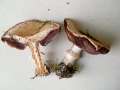 Agaricus&nbsp;bisporus&nbsp;-&nbsp;Zucht Egerling&nbsp;-&nbsp;H�dingen