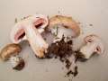 Agaricus&nbsp;bisporus&nbsp;-&nbsp;Kompost Egerling&nbsp;-&nbsp;H�dingen