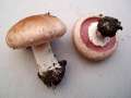 Agaricus&nbsp;bisporus&nbsp;-&nbsp;Kompost Egerling&nbsp;-&nbsp;H�dingen