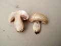 Agaricus bisporus - Zucht Egerling - Hdingen