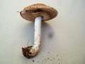 Agaricus silvaticus - Wald Champignon - Hdingen