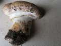 Zweisporiger Champignon