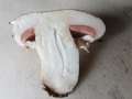 Agaricus bisporus - Zweisporiger Champignon - Hdingen