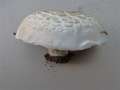 Agaricus bitorquis - Stadt-Champignon - Hdingen