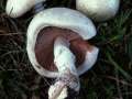 Agaricus campestris - Wiesen Egerling - Klinze