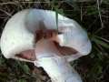 Agaricus campestris - Wiesen Egerling - Klinze