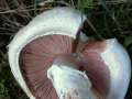 Agaricus campestris - Wiesen Egerling - Klinze