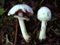 Agaricus xanthodermus - Karbol Egerling - Seggerde