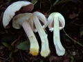 Agaricus xanthodermus - Karbol Egerling - Seggerde