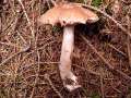 Agaricus silvaticus - Wald-Egerling - Walbeck