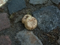 Agaricus&nbsp;bitorquis&nbsp;-&nbsp;Stadt Egerling&nbsp;-&nbsp;Weferlingen