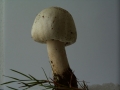 Agaricus campestris - Wiesen Egerling - Weferlingen