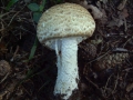 Agaricus augustus - Riesen-Egerling - Weferlingen