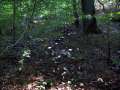 Agaricus xanthodermus - Karbol Egerling - Weferlingen