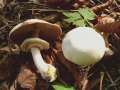 Agaricus xanthodermus - Karbol-Egerling - Weferlingen