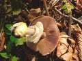 Agaricus xanthodermus - Karbol-Egerling - Weferlingen