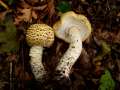 Agaricus augustus - Riesen Egerling - Weferlingen