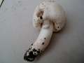 Agaricus campestris - Wiesen Champignon - Weferlingen