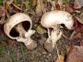 Agaricus bitorquis - Stadt-Egerling - Weferlingen