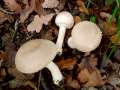 Agaricus xanthodermus - Karbol-Champignon - Weferlingen