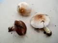 Agaricus cupreobrunneus - Purpurbrauner Egerling - Weferlingen