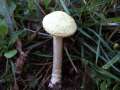 Agrocybe dura - Rissiger Ackerling - Hdingen