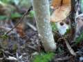 Agrocybe dura - Rissiger Ackerling - Hdingen