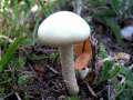 Agrocybe dura - Rissiger Ackerling - Hdingen