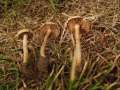 Agrocybe pediades - Halbkugeliger Ackerling - Hdingen