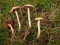 Agrocybe pediades - Halbkugeliger Ackerling - Hdingen
