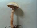 Agrocybe pediades - Halbkugeliger Ackerling - Hdingen