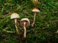 Agrocybe pediades - Halbkugeliger Ackerling - Hdingen