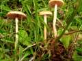 Agrocybe pediades - Halbkugeliger Ackerling - Hdingen