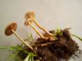 Agrocybe pediades - Halbkugeliger Ackerling - Hdingen